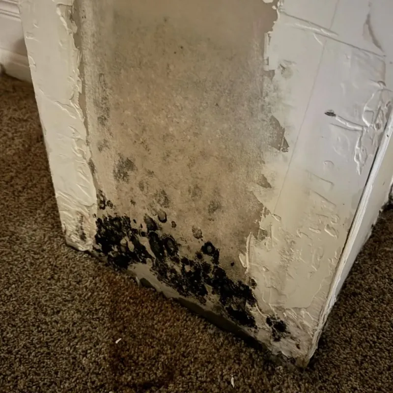 Professional Mold Removal in Noank, CT